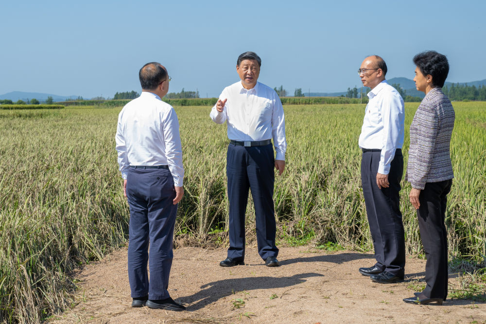 9月6日至8日，中共中央总书记、国家主席、中央军委主席习近平在黑龙江考察。这是7日上午，习近平在遭受洪涝灾害的哈尔滨尚志市老街基乡龙王庙村，察看水稻受灾情况。新华社记者 谢环驰 摄.jpg