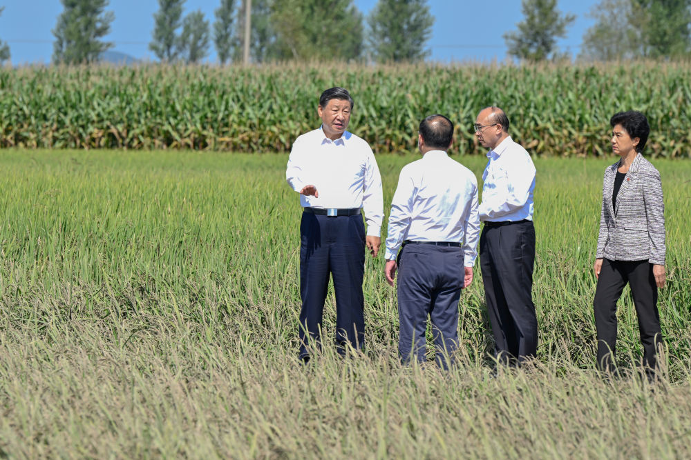9月6日至8日，中共中央总书记、国家主席、中央军委主席习近平在黑龙江考察。这是7日上午，习近平在遭受洪涝灾害的哈尔滨尚志市老街基乡龙王庙村，察看水稻受灾情况。新华社记者 殷博古 摄.jpg