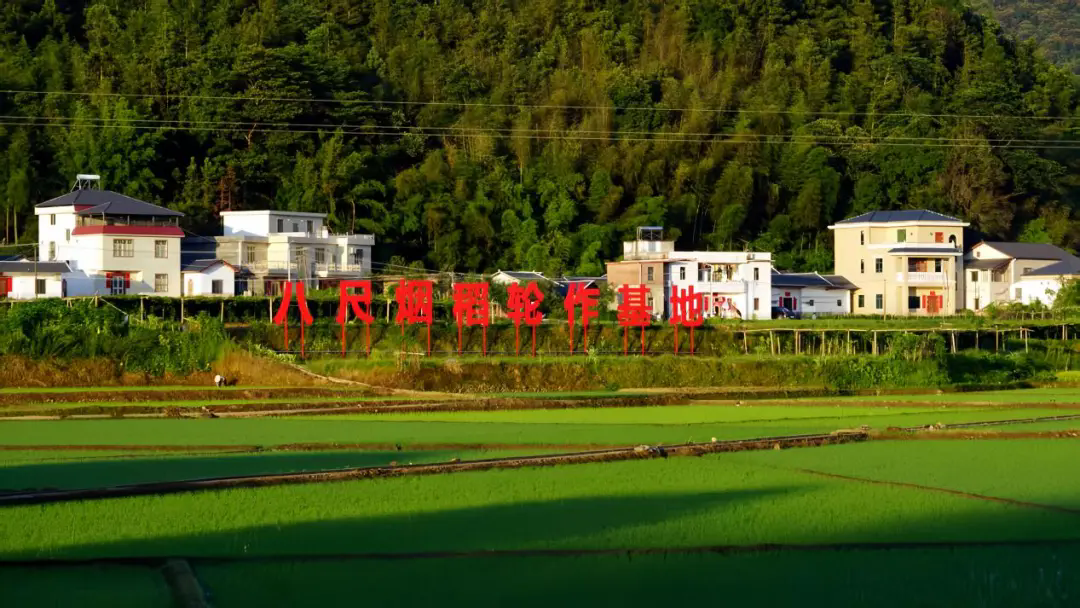 八尺烟稻轮作基地（龙永东 摄）.webp.png