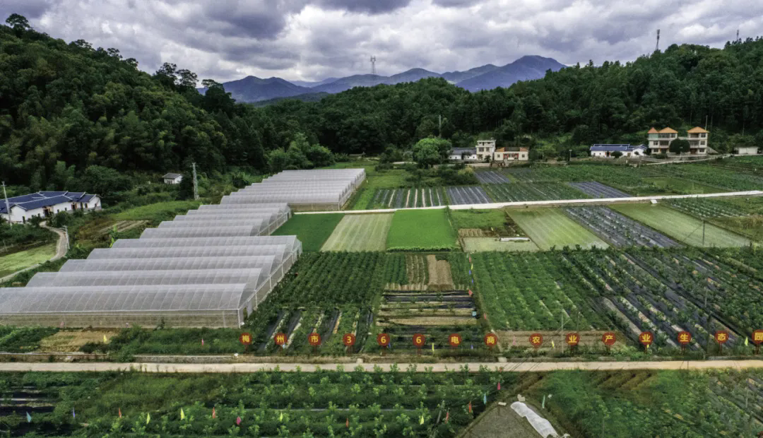 黄沙村366农业基地（八尺镇人民政府供图）.webp.png